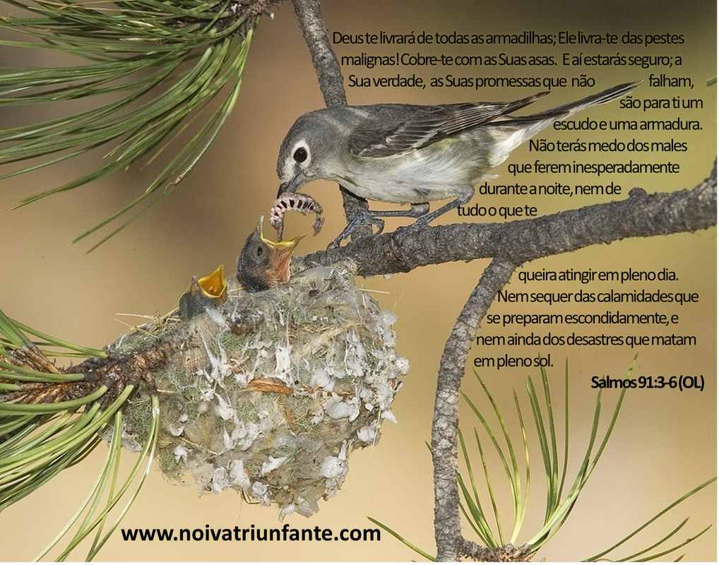 NOIVA TRIUNFANTE  noivatriunfante