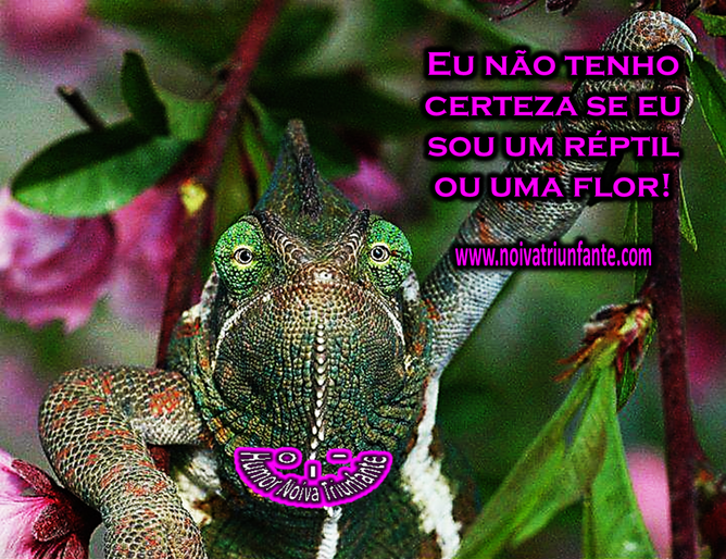 NOIVA TRIUNFANTE  noivatriunfante