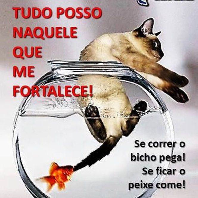 NOIVA TRIUNFANTE  noivatriunfante