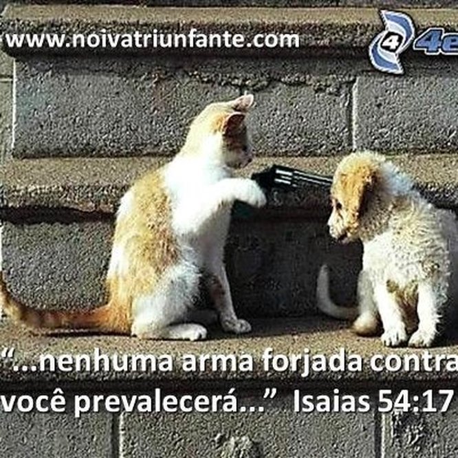 NOIVA TRIUNFANTE  noivatriunfante